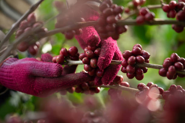 Contributing to Sustainable Farming Growth